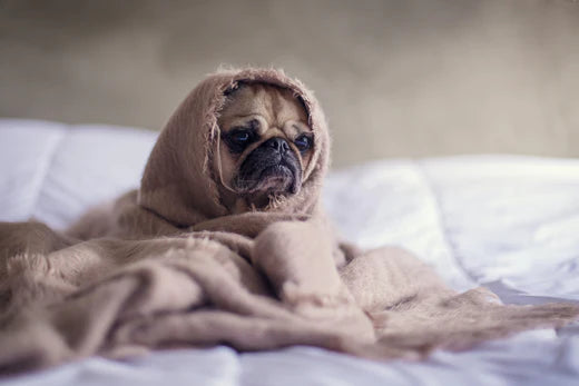 How To Calm An Anxious Dog At Night: The Definitive Guide